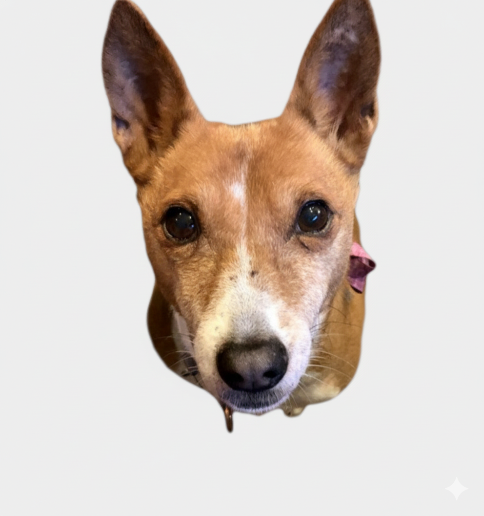 Willow, Chief Morale Officer